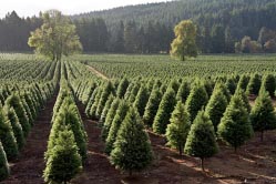 xmas tree farm 1 thumbnail graphic